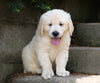 AKC Registered Golden Retriever For Sale Fredericksburg, OH Male- Buster