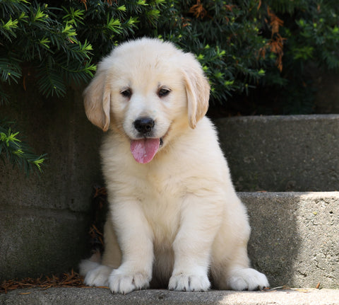 AKC Registered Golden Retriever For Sale Fredericksburg, OH Male- Billy