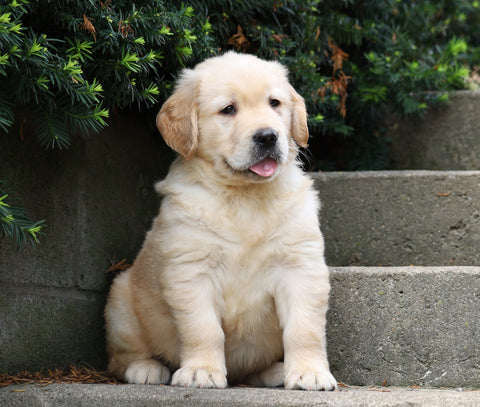 AKC Registered Golden Retriever For Sale Fredericksburg, OH Male- Banjo