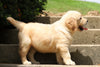 AKC Registered Golden Retriever For Sale Fredericksburg, OH Male- Banjo