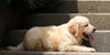 AKC Registered Golden Retriever For Sale Fredericksburg, OH Male- Banjo