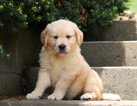 AKC Registered Golden Retriever For Sale Fredericksburg, OH Female- Betsy