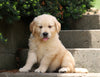 AKC Registered Golden Retriever For Sale Fredericksburg, OH Female- Betsy
