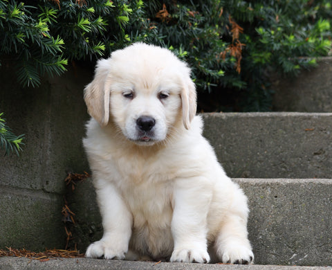 AKC Registered Golden Retriever For Sale Fredericksburg, OH Male- Buddy