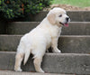 AKC Registered Golden Retriever For Sale Fredericksburg, OH Male- Buddy