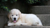 AKC Registered Golden Retriever For Sale Fredericksburg, OH Male- Buddy