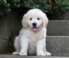 AKC Registered Golden Retriever For Sale Fredericksburg, OH Female- Beauty