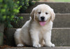 AKC Registered Golden Retriever For Sale Fredericksburg, OH Female- Beauty