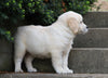 AKC Registered Golden Retriever For Sale Fredericksburg, OH Female- Beauty