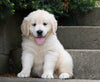 AKC Registered Golden Retriever For Sale Fredericksburg, OH Female- Beauty