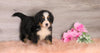 AKC Registered Bernese Mountain Dog For Sale Baltic, OH Female- Willow