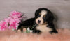 AKC Registered Bernese Mountain Dog For Sale Baltic, OH Female- Willow