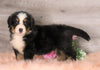 AKC Registered Bernese Mountain Dog For Sale Baltic, OH Female- Willow