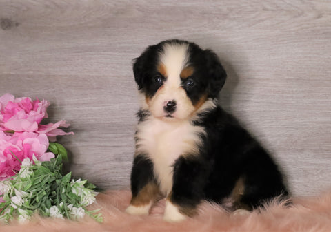 AKC Registered Bernese Mountain Dog For Sale Baltic, OH Female- Zoey