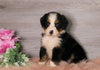 AKC Registered Bernese Mountain Dog For Sale Baltic, OH Female- Zoey