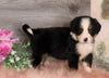 AKC Registered Bernese Mountain Dog For Sale Baltic, OH Female- Zoey
