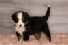 AKC Registered Bernese Mountain Dog For Sale Baltic, OH Female- Zoey