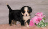 AKC Registered Bernese Mountain Dog For Sale Baltic, OH Female- Zoey