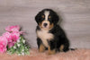 Bernese Mountain Dog For Sale Baltic, OH Male- Rufus