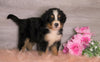 Bernese Mountain Dog For Sale Baltic, OH Male- Rufus