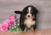 Bernese Mountain Dog For Sale Baltic, OH Male- Rufus