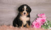 Bernese Mountain Dog For Sale Baltic, OH Male- Rufus