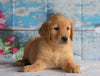 AKC Registered Golden Retriever For Sale Holmesville, OH Female- Bailey