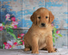AKC Registered Golden Retriever For Sale Holmesville, OH Female- Bailey