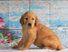AKC Registered Golden Retriever For Sale Holmesville, OH Female- Bailey