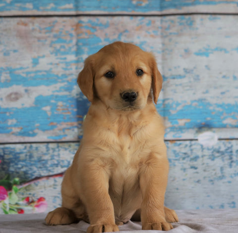 AKC Registered Golden Retriever For Sale Holmesville, OH Male- Bobby