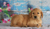 AKC Registered Golden Retriever For Sale Holmesville, OH Male- Bobby