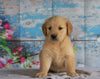 AKC Registered Golden Retriever For Sale Holmesville, OH Female- Bethany