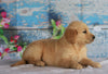 AKC Registered Golden Retriever For Sale Holmesville, OH Female- Bethany