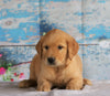 AKC Registered Golden Retriever For Sale Holmesville, OH Male- Brody