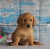 AKC Registered Golden Retriever For Sale Holmesville, OH Male- Brock