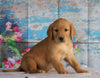 AKC Registered Golden Retriever For Sale Holmesville, OH Male- Brock