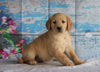 AKC Registered Golden Retriever For Sale Holmesville, OH Female- Brooklin