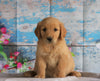 AKC Registered Golden Retriever For Sale Holmesville, OH Female- Bristal