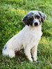 Papillon/ Miniature Poodle Mix For Sale Danville, OH Female- Brie