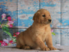 AKC Registered Golden Retriever For Sale Holmesville, OH Female- Bristal