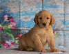 AKC Registered Golden Retriever For Sale Holmesville, OH Female- Bristal