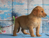 AKC Registered Golden Retriever For Sale Holmesville, OH Male- Boaz