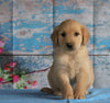 AKC Registered Golden Retriever For Sale Holmesville, OH Male- Barren