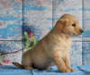 AKC Registered Golden Retriever For Sale Holmesville, OH Male- Barren