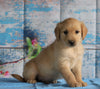 AKC Registered Golden Retriever For Sale Holmesville, OH Male- Barren