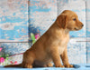 AKC Registered Golden Retriever For Sale Holmesville, OH Male- Brazil