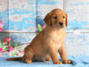 AKC Registered Golden Retriever For Sale Holmesville, OH Male- Brazil