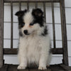 Pomsky For Sale Wooster, OH Male- Ace