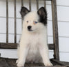 Pomsky For Sale Wooster, OH Female- Ally