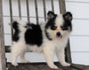 Pomsky For Sale Wooster, OH Male- Kody